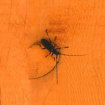 Black Longhorn beetle on orange wooden surface