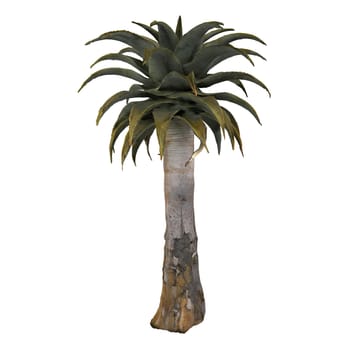 A decorative plant showcases a tall trunk and broad green leaves in a modern setting.