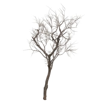 A striking dead tree featuring intricate bare branches set against a neutral background.