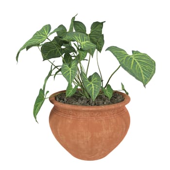 A thriving potted plant with large, lush green leaves growing in a clay pot placed indoors.