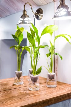Spathiphyllum cochlearispathum commonly called peace lily growing in water in glass