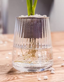 Spathiphyllum cochlearispathum commonly called peace lily growing in water in glass