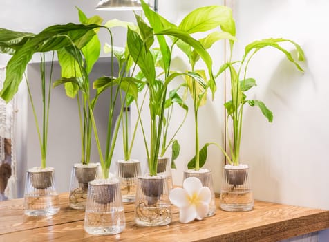 Spathiphyllum cochlearispathum commonly called peace lily growing in water in glass, with buddha