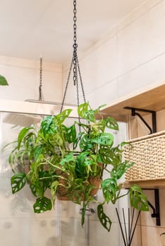 Monstera adansonii the Adanson's monstera, Swiss cheese plant or five holes plant in hanging flowerpot as a decor for bathroom interior