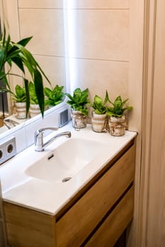 Sansevieria flowers in pots standing on sink as a bathroom decoration