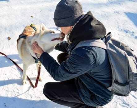 Dark gray husky carefully sniffing the glasses of young white man in beanie on snowy background with dry brown leaves on a winter sunny day