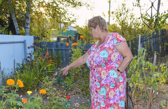 Elderly woman in floral dress points to her flower beds of marigold flowers in the summer evening in village