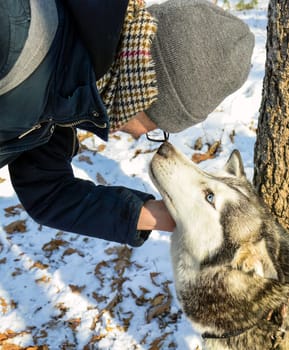 Dark gray husky carefully sniffing the glasses of young white man in beanie on snowy background with dry brown leaves on a winter sunny day