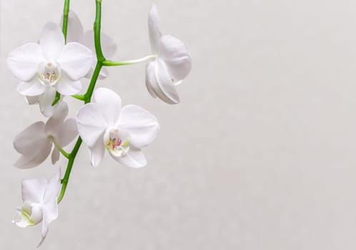 White orchid phalaenopsis flowers, macro. Floral background