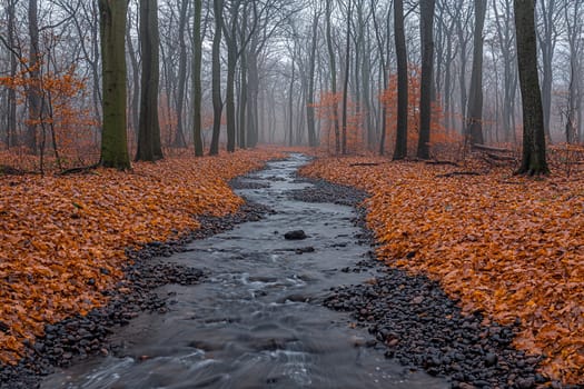 Stream gently winds through a foggy forest covered in vibrant autumn leaves.