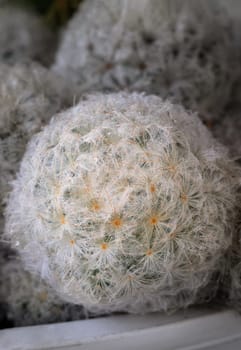 Close-up view of Feather Cactus ( Mammillaria plumosa F.A.C.Weber ) in detailed. Cactus succulent plant spherical green with white feathers covering the stem, use it as your Space for text, Design, Wallpaper and Poster, Selective focus.