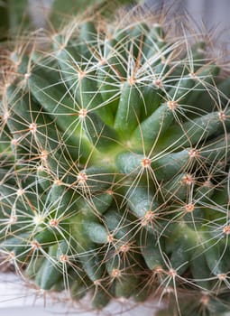 Close-up view of Mammillaria longimamma in detailed with sharp white prickles. Prickly green Finger cactus, Succulent Plant, Cactus flower, use it as your Space for text, Design, Wallpaper and Poster, Selective focus.