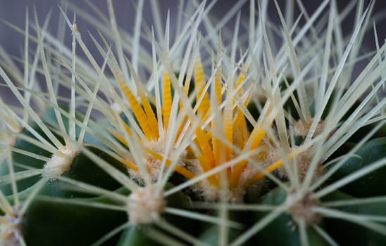 Very detailed view of Sharp white prickles on Ferocactus echidne at close range. Prickly green Parodia polyacantha cactus or Parodia langsdorffii plant, use it as your Space for text, Design, Wallpaper and Poster, Selective focus.