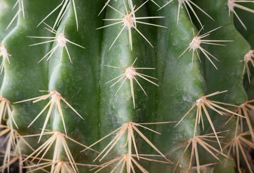 Close-up view of Ferocactus echidne in detailed with sharp white prickles. Prickly green Parodia polyacantha cactus or Parodia langsdorffii plant, Cactus flower, Succulent Plant, use it as your Space for text, Design, Wallpaper and Poster, Selective focus.