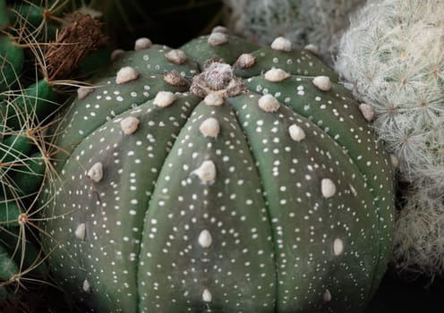 View of Astrophytum asterias (Kabuto cactus). Makes the shape of the tree (form) look like a star, Cactus flower, Succulent Plant, use it as your Space for text, Design, Wallpaper and Poster, Selective focus.