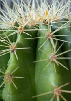 Close-up view of Ferocactus echidne in detailed with sharp white prickles. Prickly green Parodia polyacantha cactus or Parodia langsdorffii plant, Cactus flower, Succulent Plant, use it as your Space for text, Design, Wallpaper and Poster, Selective focus.
