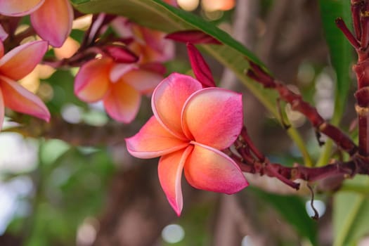 Beautiful Plumeria Flower, Naturally beautiful flowers in the garden