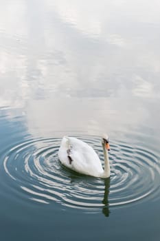 White Mute Swans swim in the nature pond.