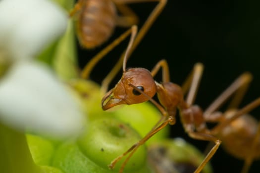 Macro of red ant close up on the tree in nature
