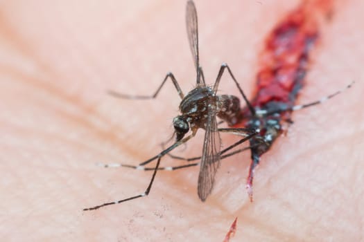 Macro of mosquito sucking blood close up on the human skin. Mosquito is carrier of Malaria, Encephalitis, Dengue and Zika virus