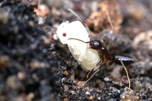 Macro of insect black ant to move larva close up on the ground in nature