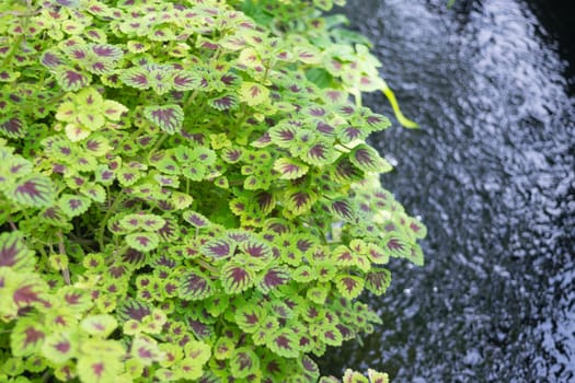 Moss plant green tree background surface natural color