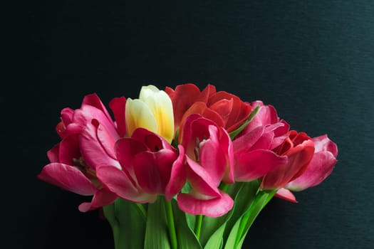 Beautiful tulips flower red color in black vase on black background