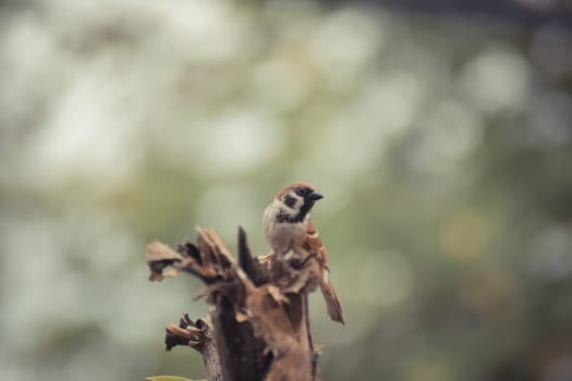 Bird Eurasian Tree Sparrow perched on a tree in the garden