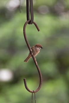 Bird Eurasian Tree Sparrow perched on a iron claw in the garden