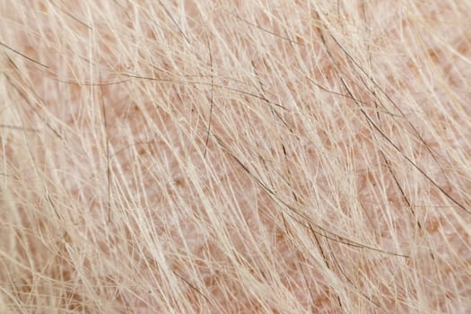 Macro of dog fur and dermatitis skin mixed breed with Shih-Tzu, Pomeranian and Poodle, Beige color