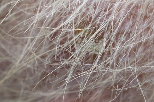 Macro of dog fur and dermatitis skin mixed breed with Shih-Tzu, Pomeranian and Poodle, Beige color
