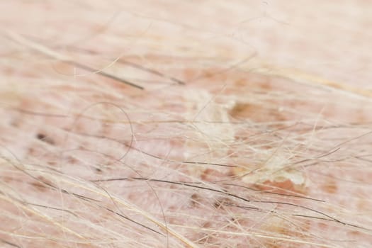 Macro of dog fur and dermatitis skin mixed breed with Shih-Tzu, Pomeranian and Poodle, Beige color