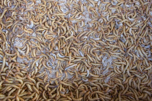 Mealworm is a food for bird and fish in worm farm