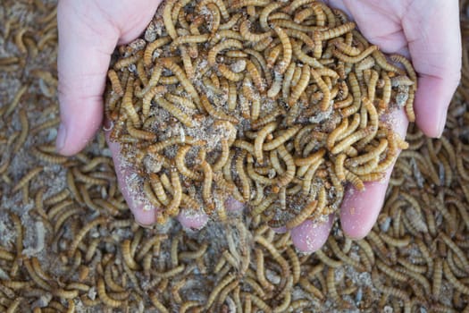 Mealworm on asia hand in worm farm