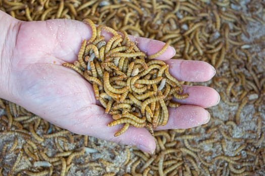 Mealworm on asia hand in worm farm for a pet food
