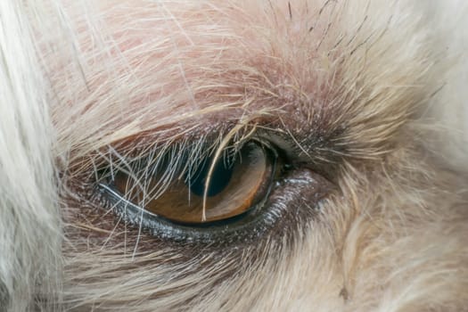 Macro of dog eye mixed breed with Shih-Tzu, Pomeranian and Poodle, Beige color