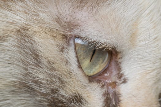 Macro of cat eye, black and beige color