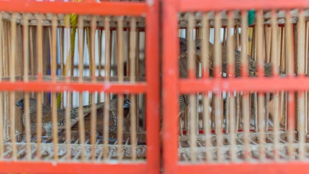 Birds in cage wait a released to freedom is a believe in buddhist