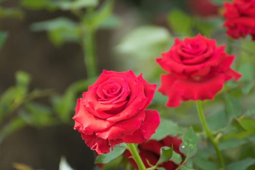 Beautiful red rose flower, Naturally beautiful flowers in the garden