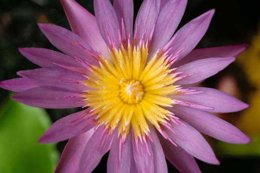 Beautiful Lotus Flower, Naturally beautiful flowers in the garden