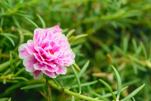 Beautiful pink flower, Naturally beautiful flowers in the garden