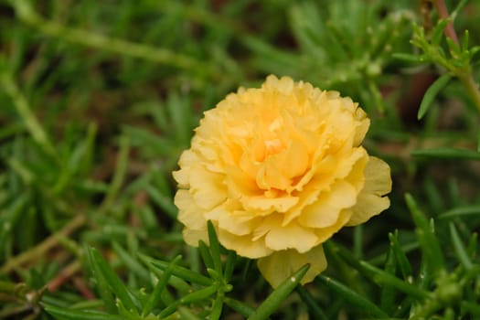 Beautiful yellow flower, Naturally beautiful flowers in the garden