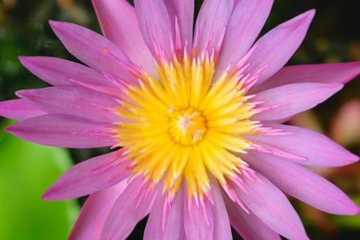 Beautiful Lotus Flower, Naturally beautiful flowers in the garden