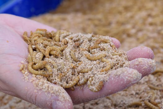Mealworm on asia hand in worm farm