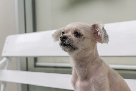 Dog so cute mixed breed with Shih-Tzu, Pomeranian and Poodle, zoom at face, Beige color
