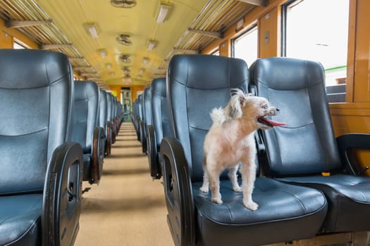 The cute dog travel by vintage railway train