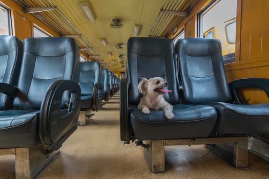 The cute dog travel by vintage railway train