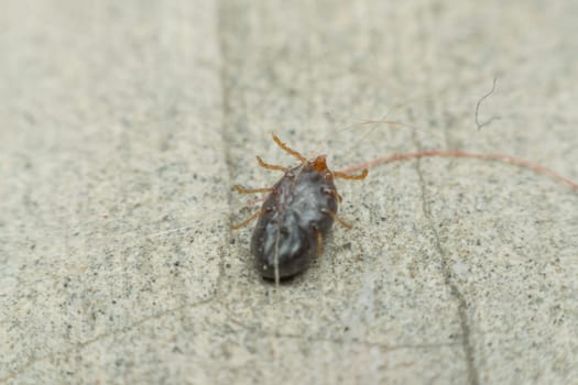 Macro of dog ticks (Haemaphysalis longicornis) on the ground it dangerous for your pet