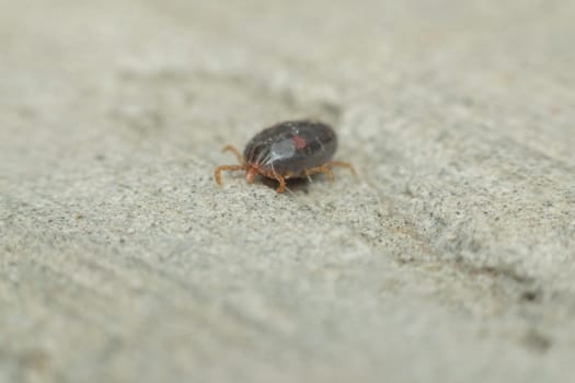 Macro of dog ticks (Haemaphysalis longicornis) on the ground it dangerous for your pet