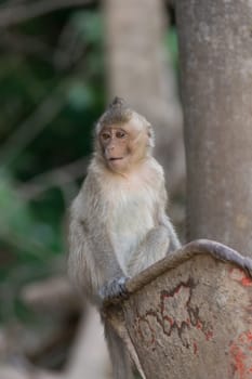 Monkey is a mammal sitting on the ground in Thai forest nature